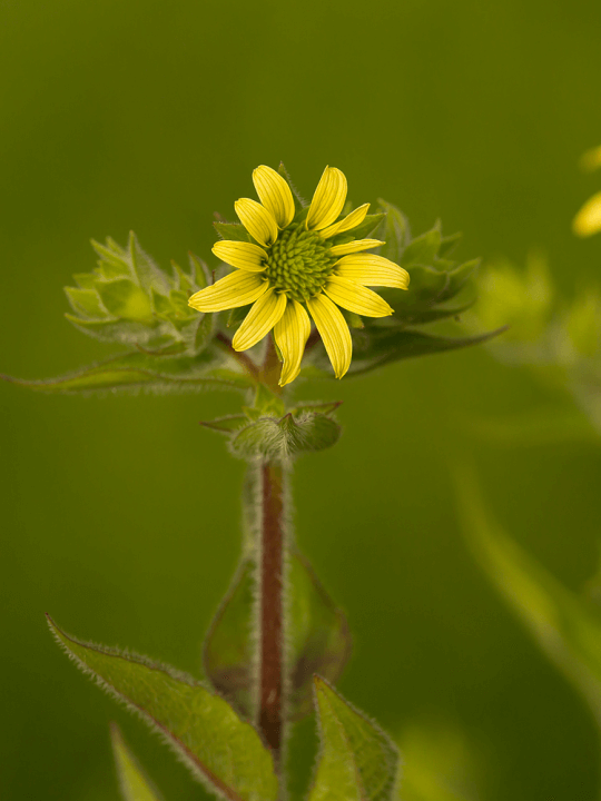 Silphium mohri